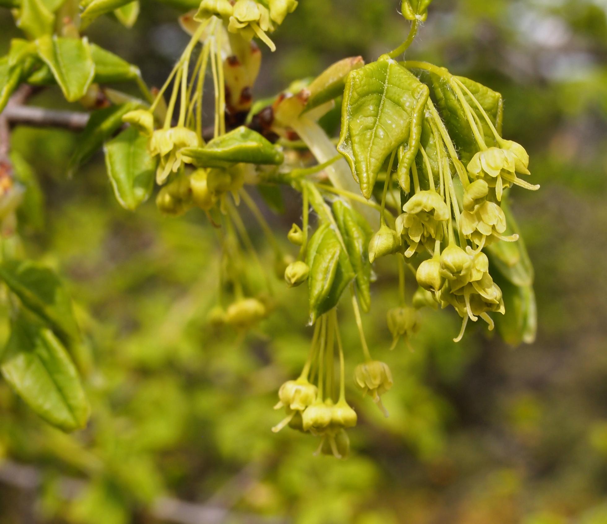 Maple, Montpellier